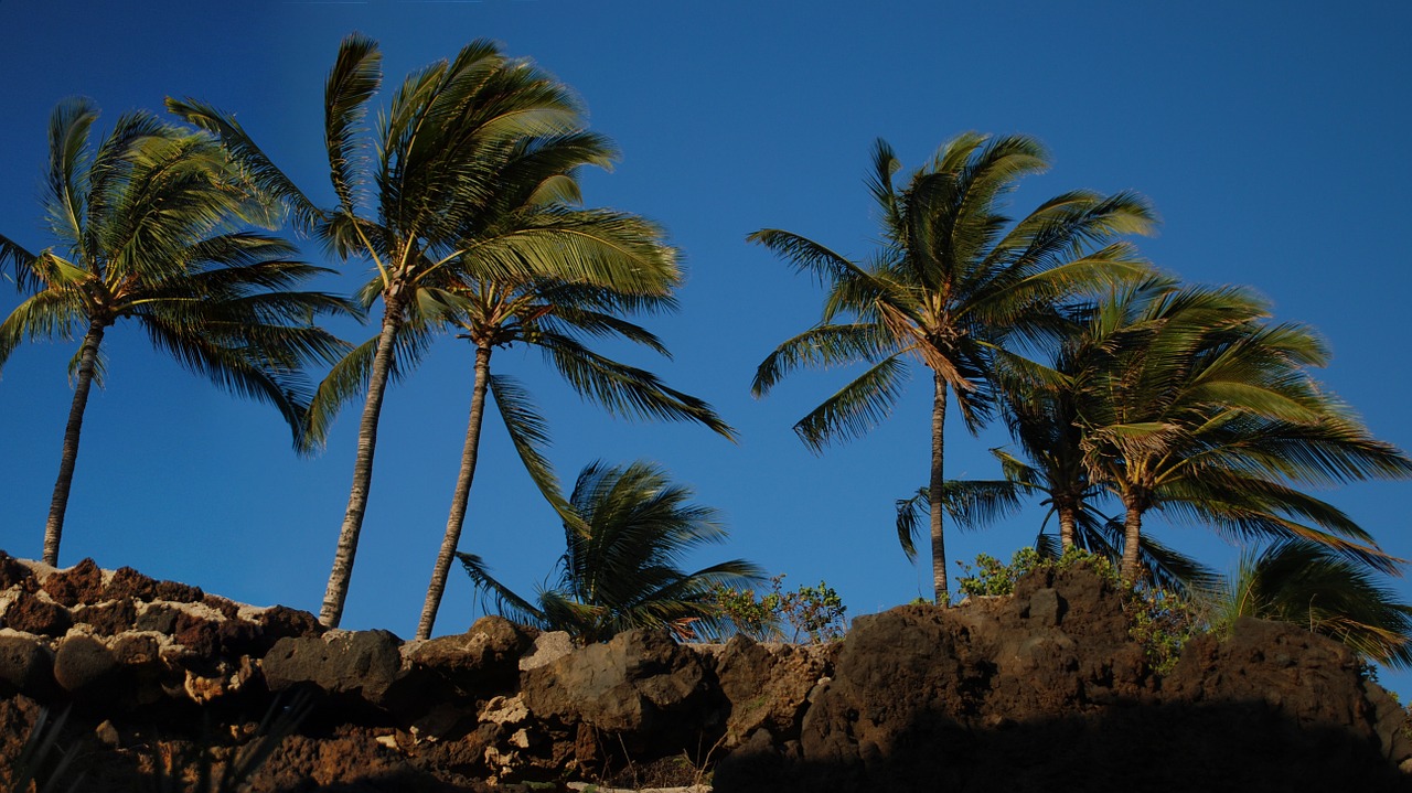 palm trees hawaii blue free photo