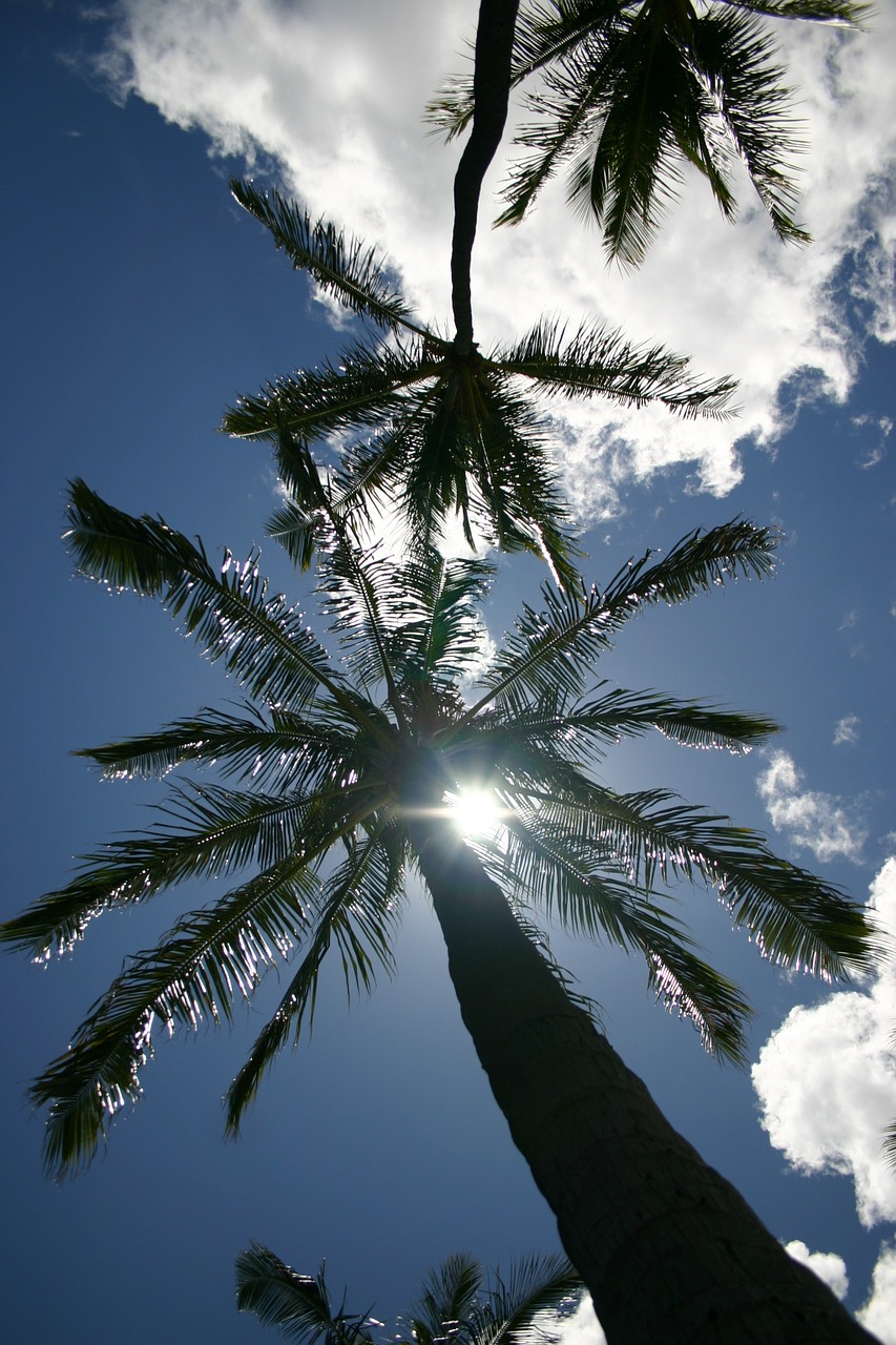 palm trees hawaii sky free photo