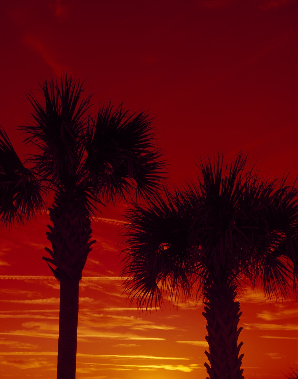 palm trees sunset dusk free photo