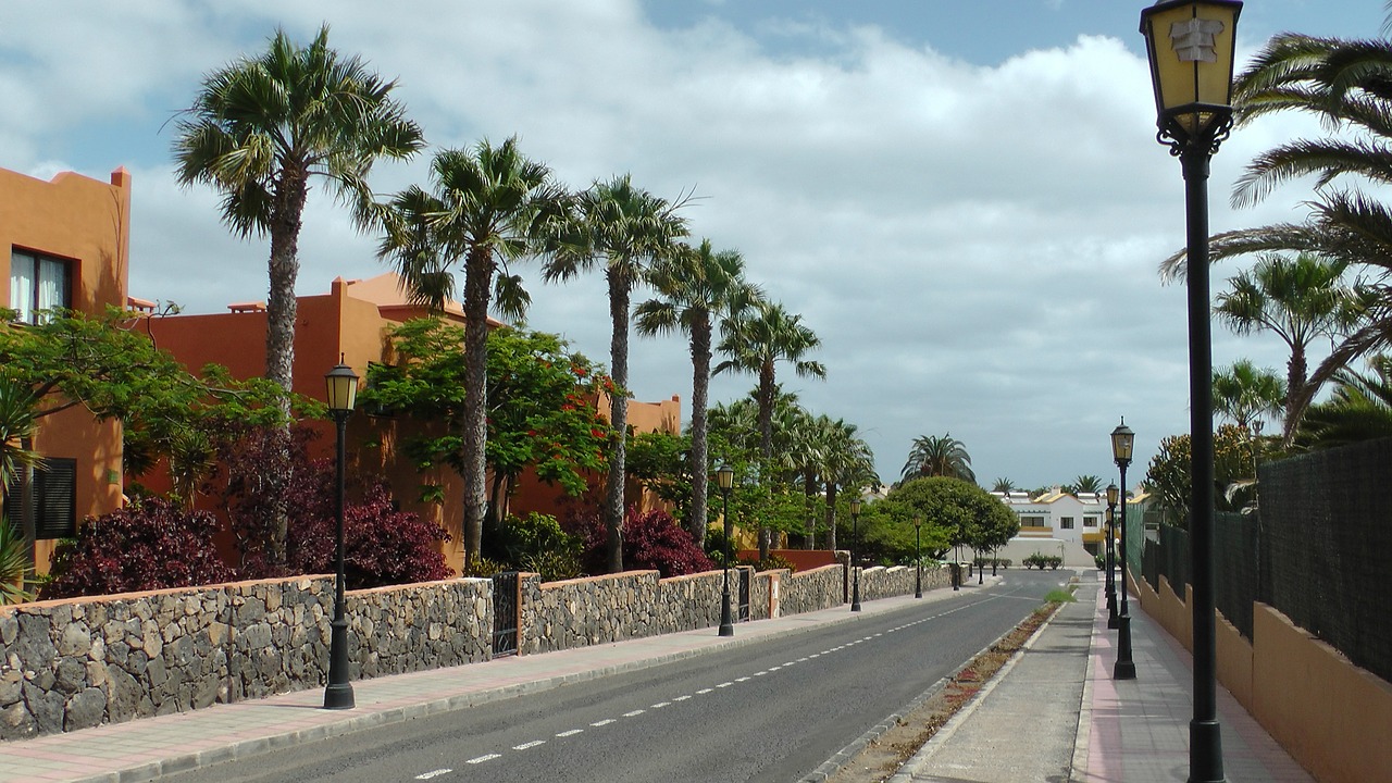 palm trees road clouds free photo