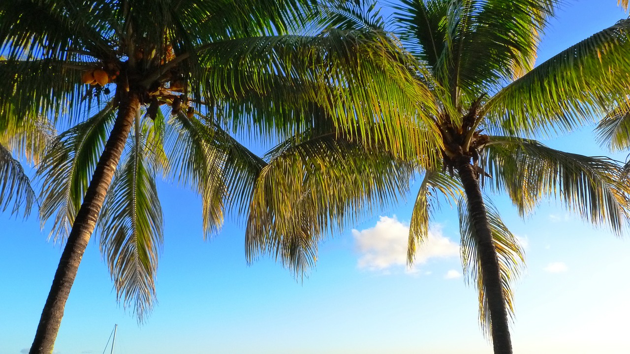 palm trees coconut coconut tree free photo