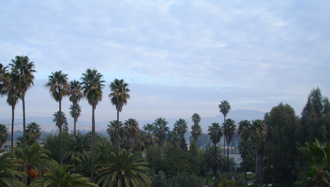 palm trees green sky free photo