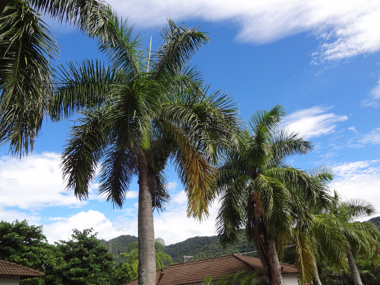 palm trees trees sky free photo