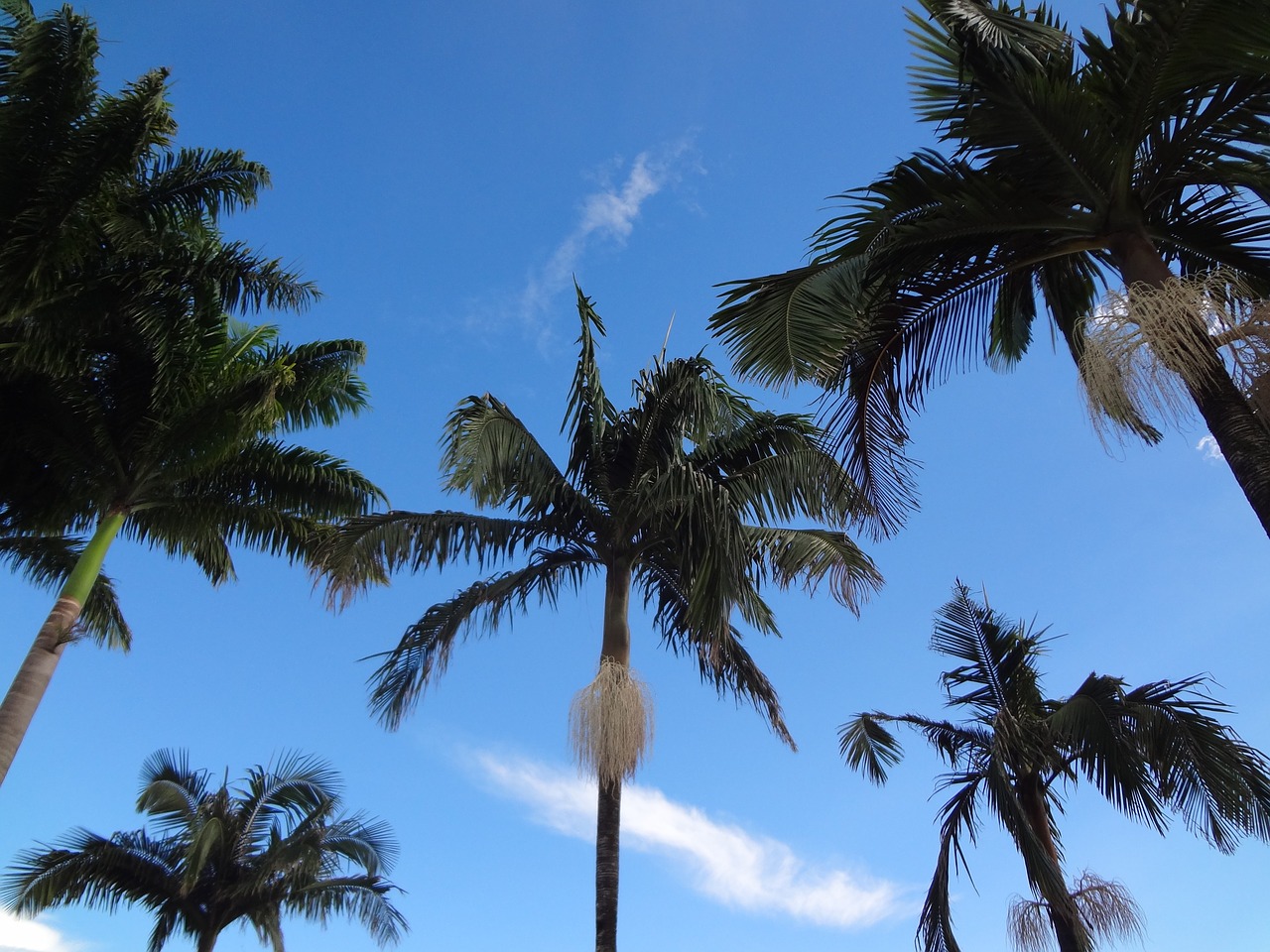 palm trees tropical brazil free photo