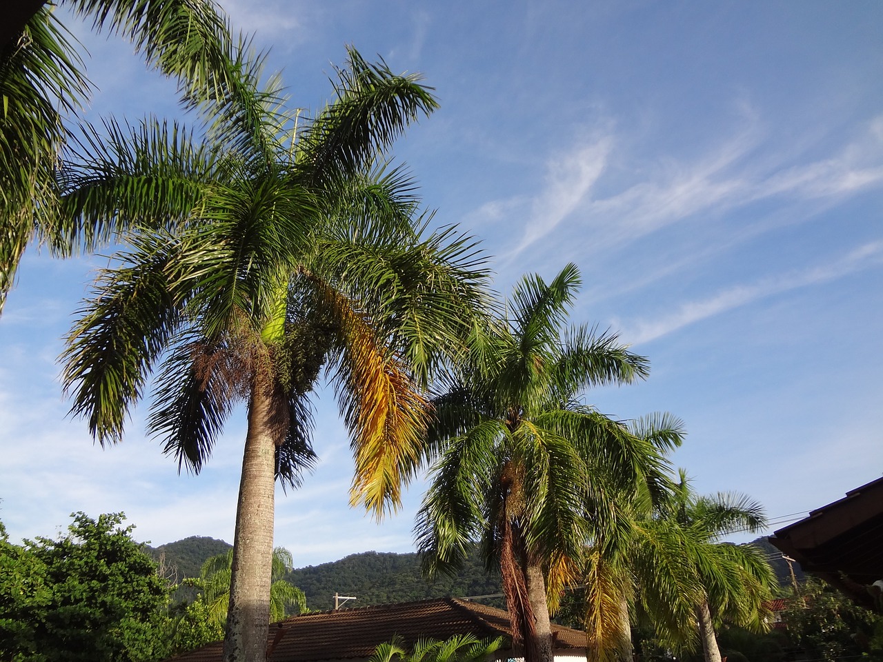 palm trees tropical plant trees free photo