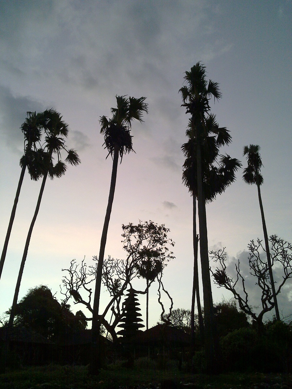 palm trees bali saba beach free photo