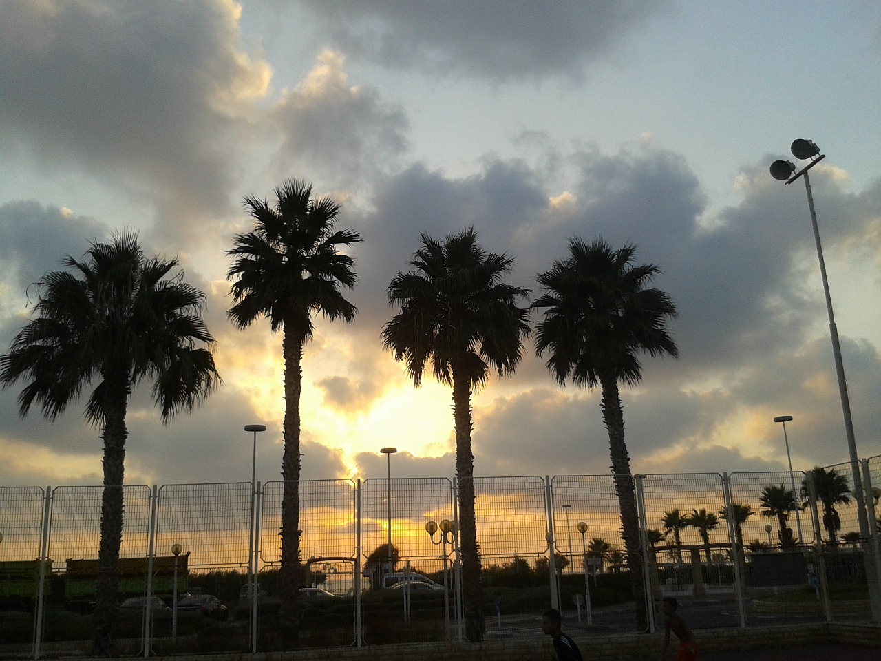 palm trees cloud 4 palm free photo