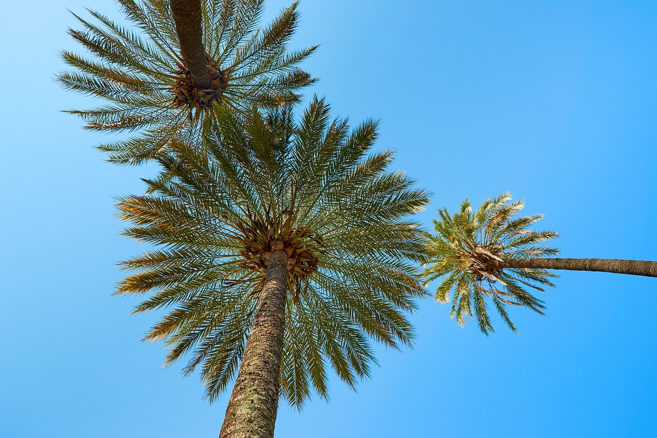 palm trees south sea exotic free photo
