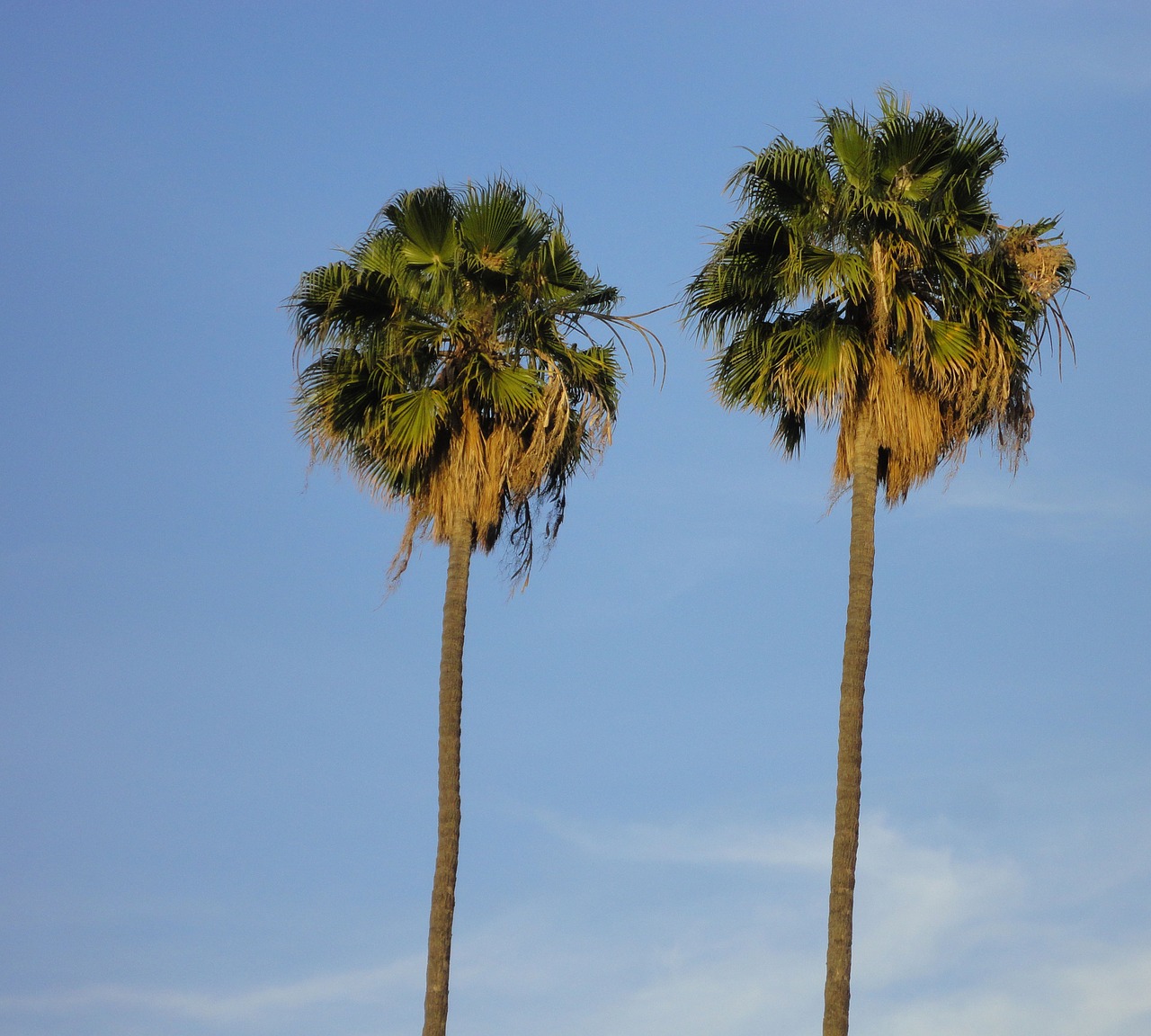 palm trees tropical trees free photo