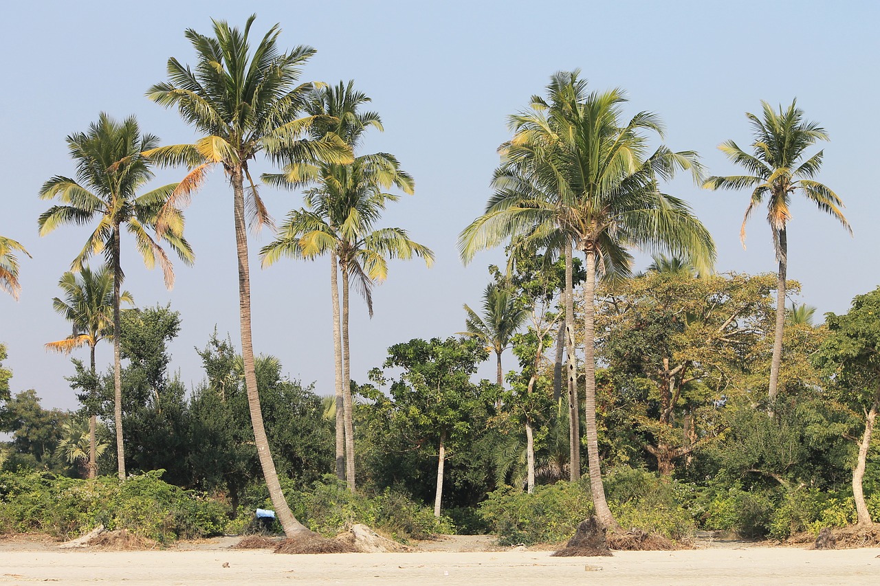 palm trees beach tropical free photo