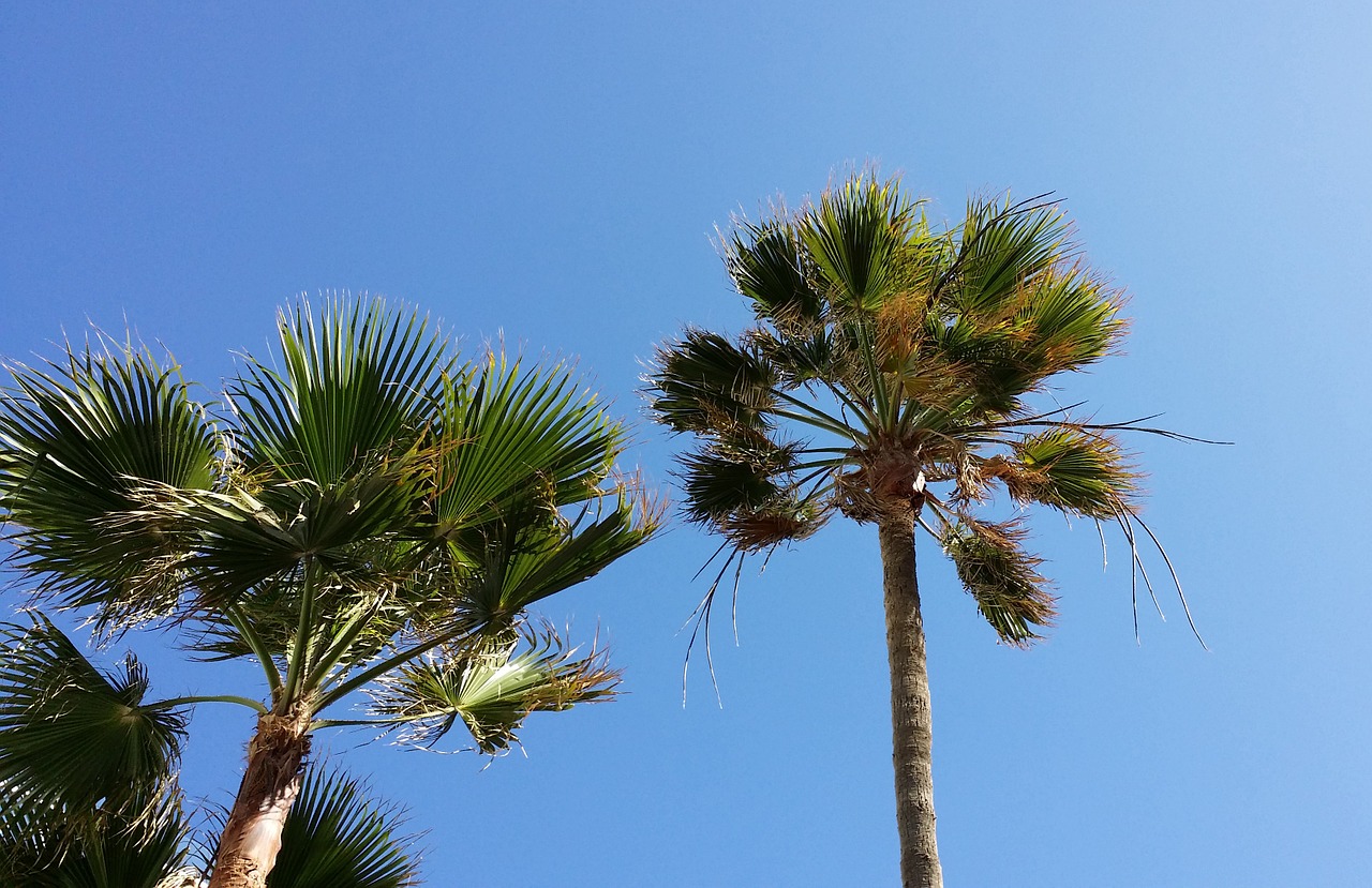 palm trees green summer free photo