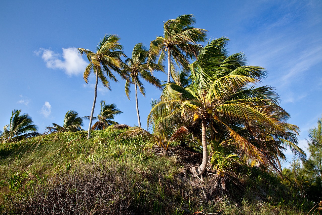 palm trees island wind free photo