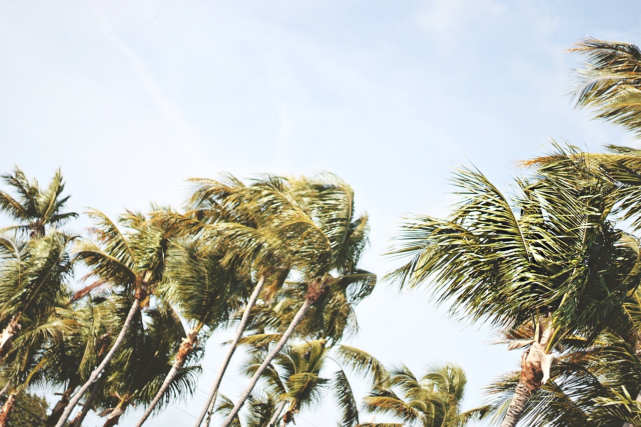 palm trees sky tropical free photo