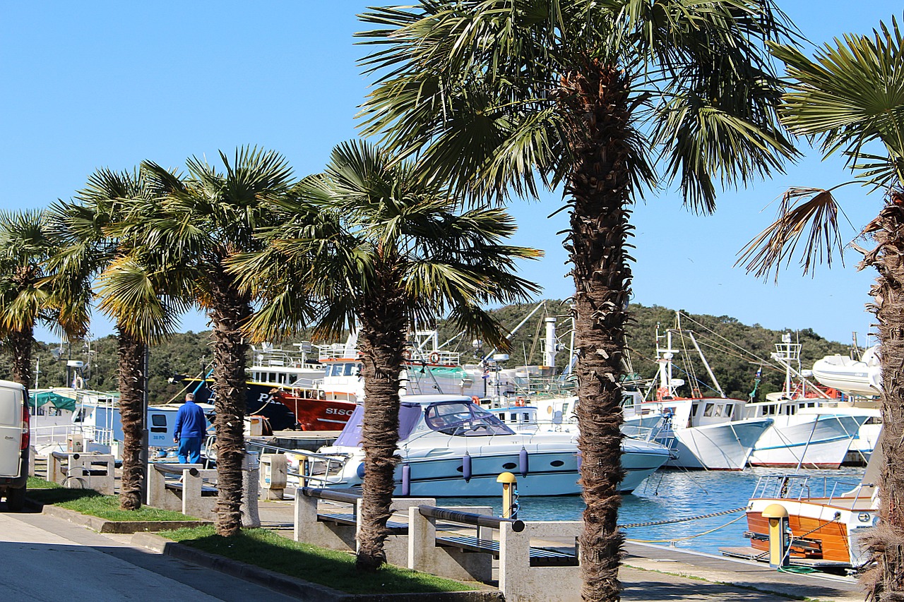 palm trees harbor promenade ships free photo
