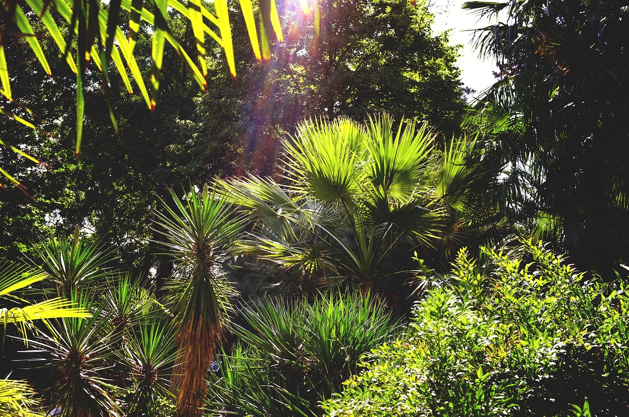 palm trees botanical garden florence free photo