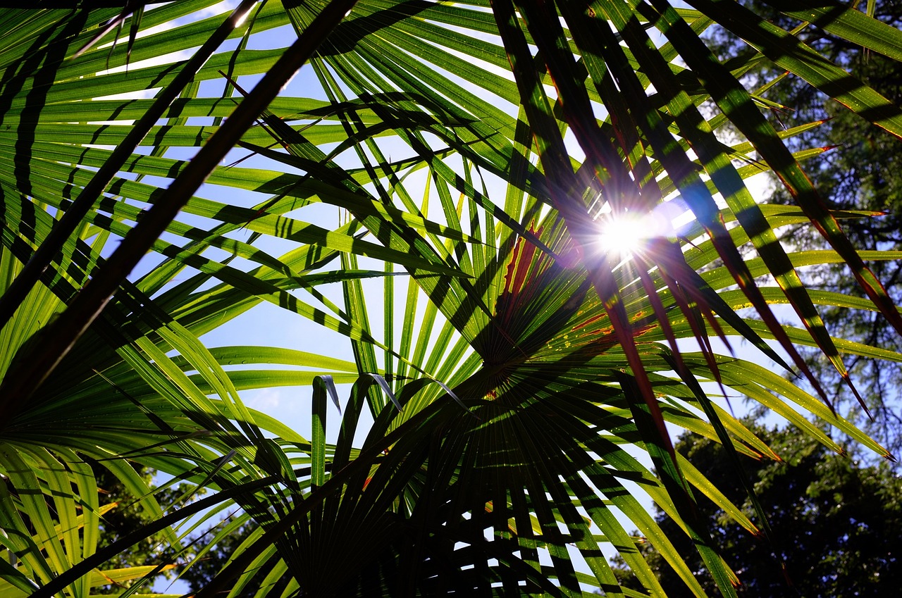 palm trees leaves sun free photo
