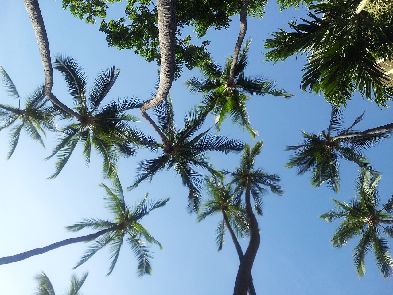 palm trees hawaii sky free photo