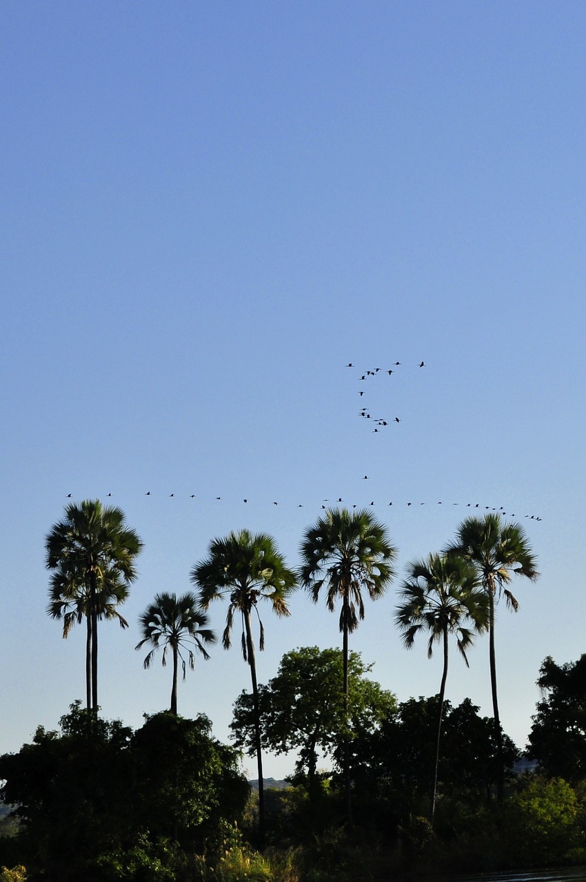 palm trees sky horizon free photo