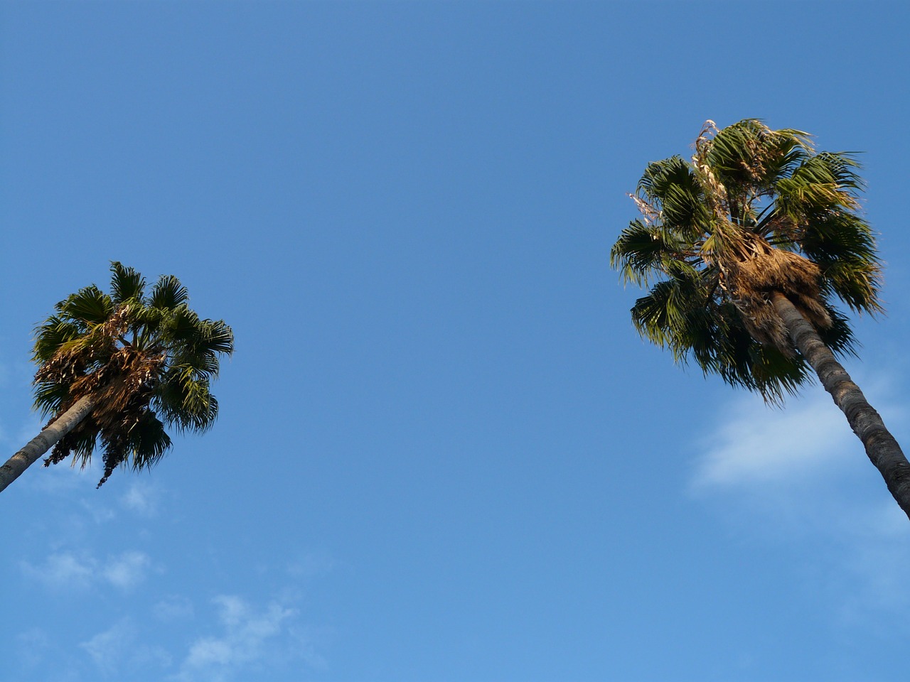 palm trees tree sky free photo