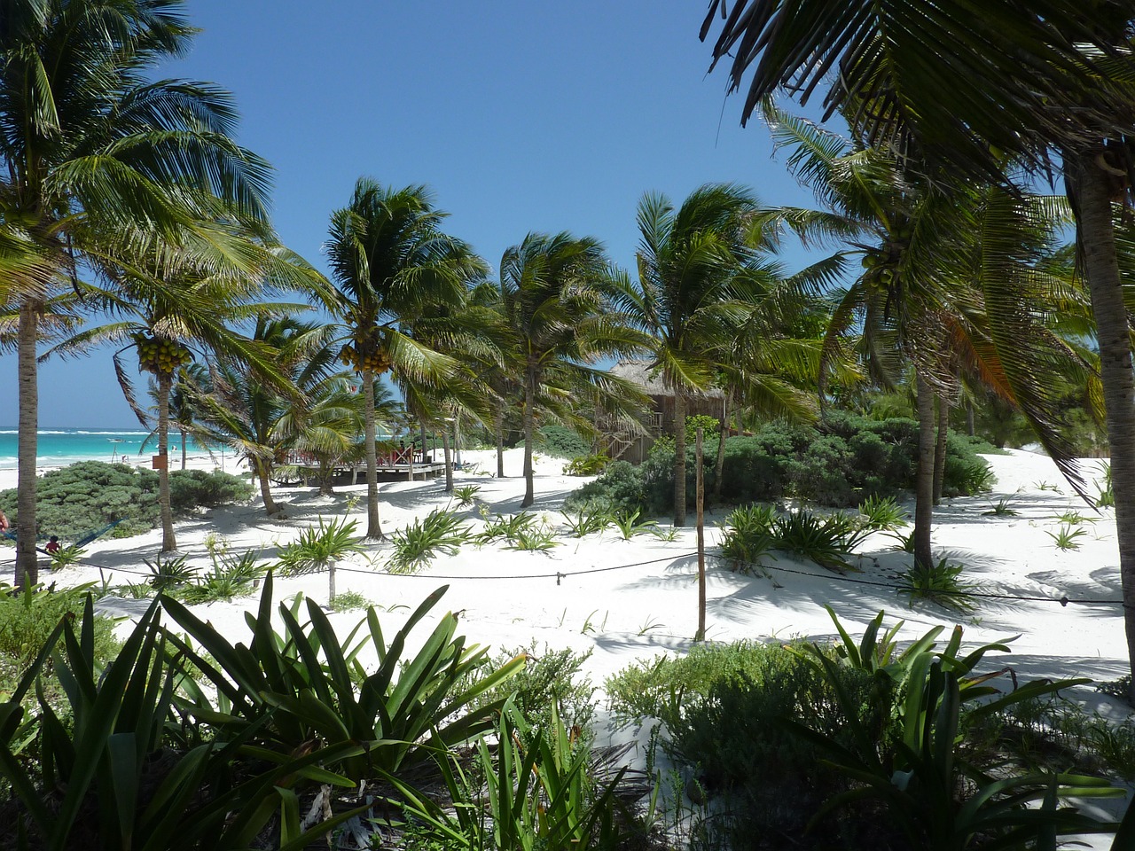 palm trees beach sand free photo