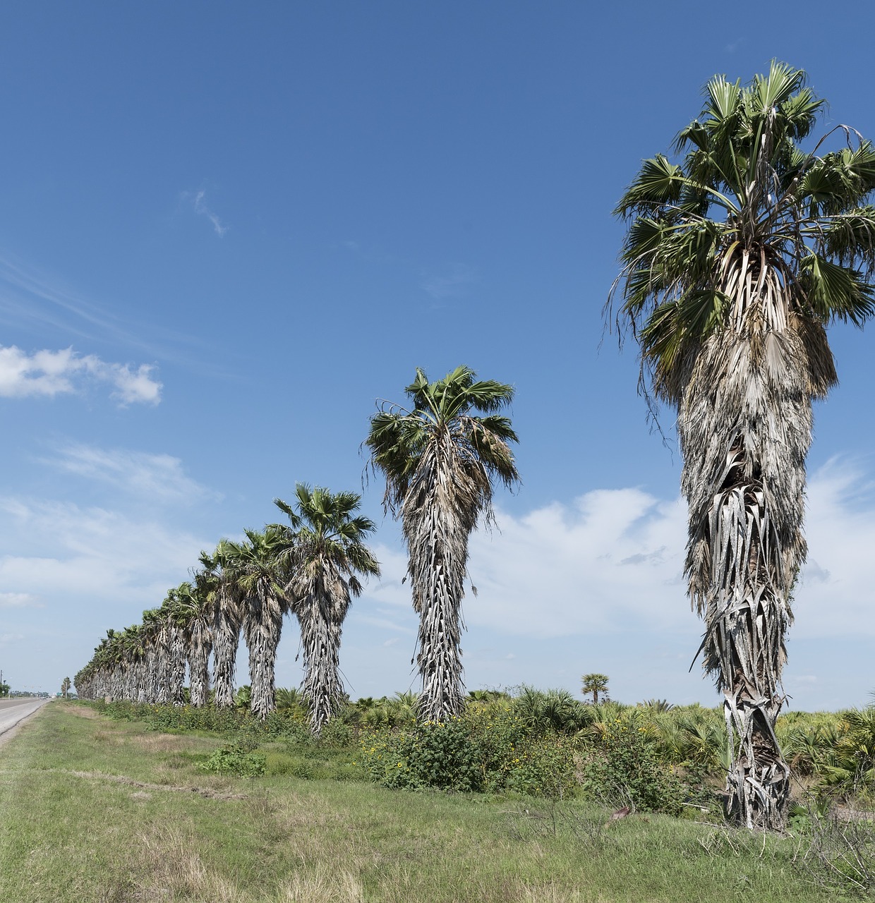 palm trees row tropical free photo