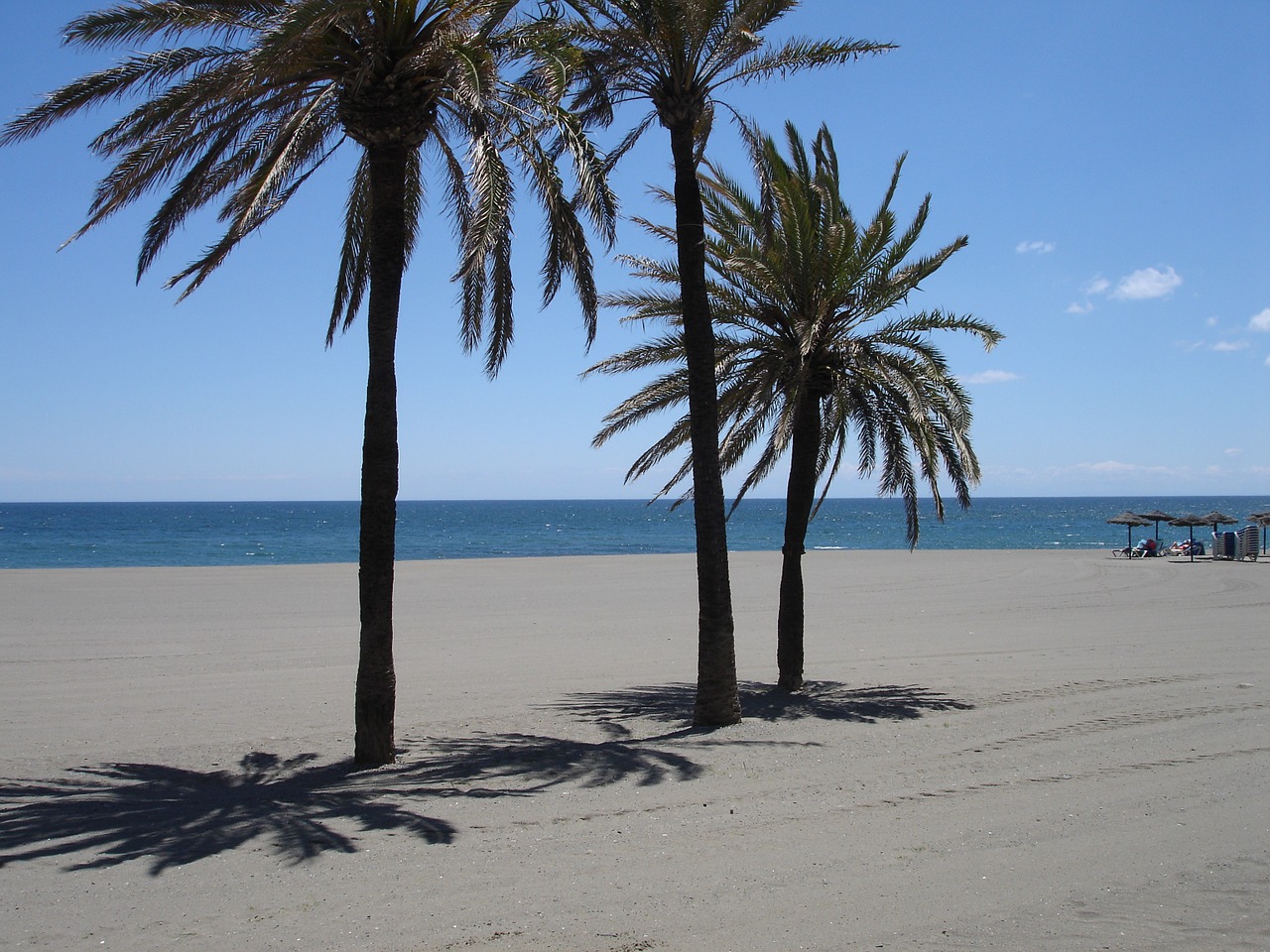 palm trees beach sea free photo