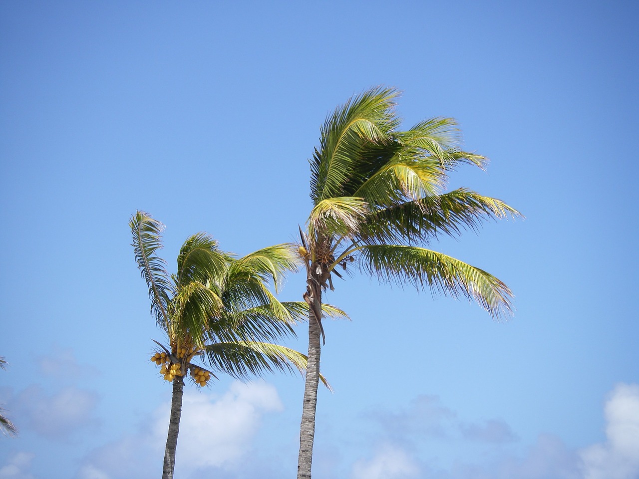 palm trees beach mauritius free photo
