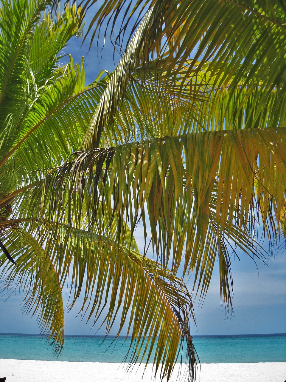 palm trees beach jamaica free photo