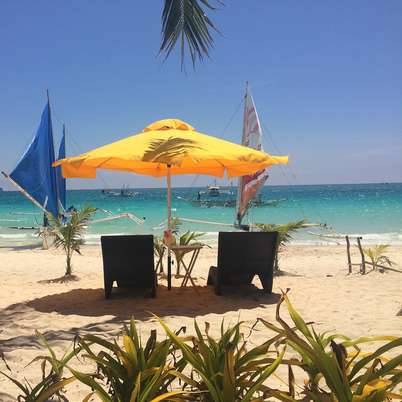 palm trees sunshade umbrella free photo