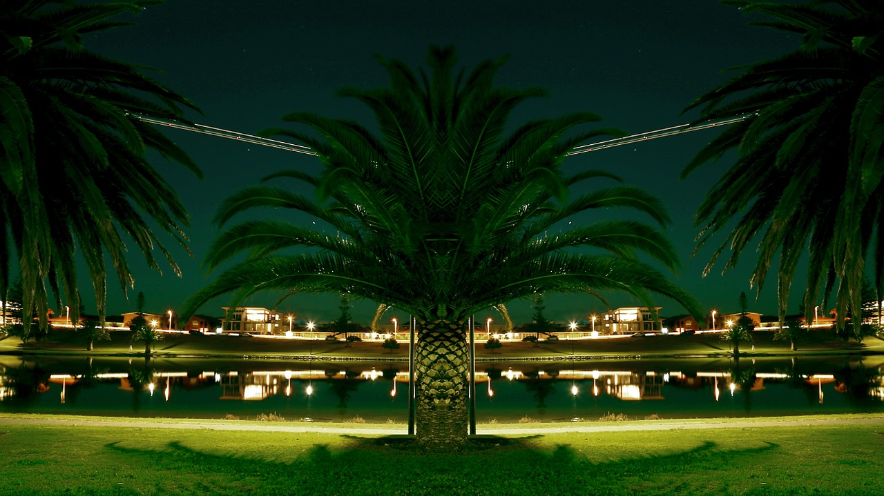 palm trees lantern lakeshore free photo