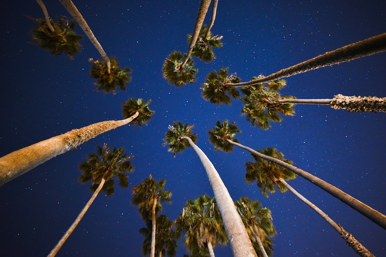 palm trees blue sky free photo