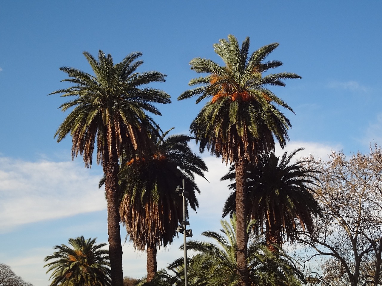 palm trees buenos aires palermo free photo