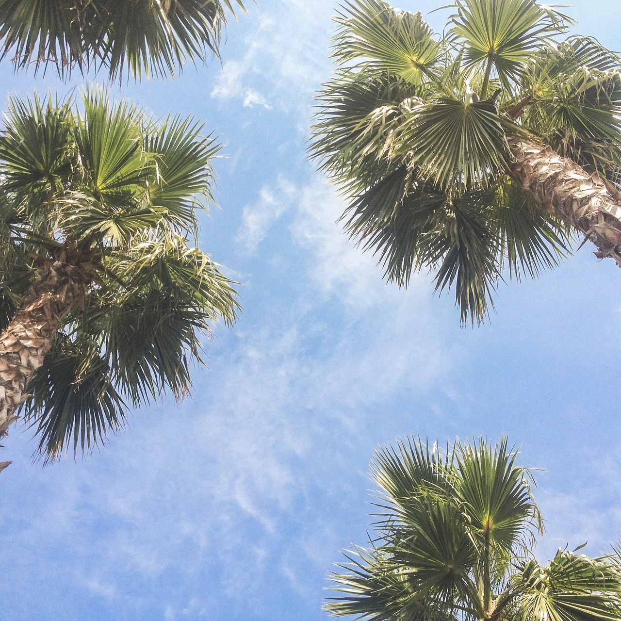 palm trees sky tropical free photo