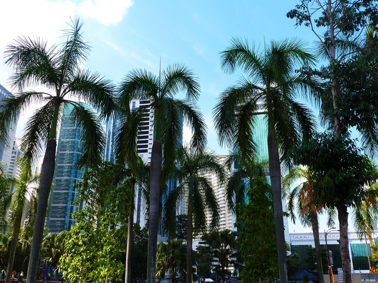 palm trees city sky free photo