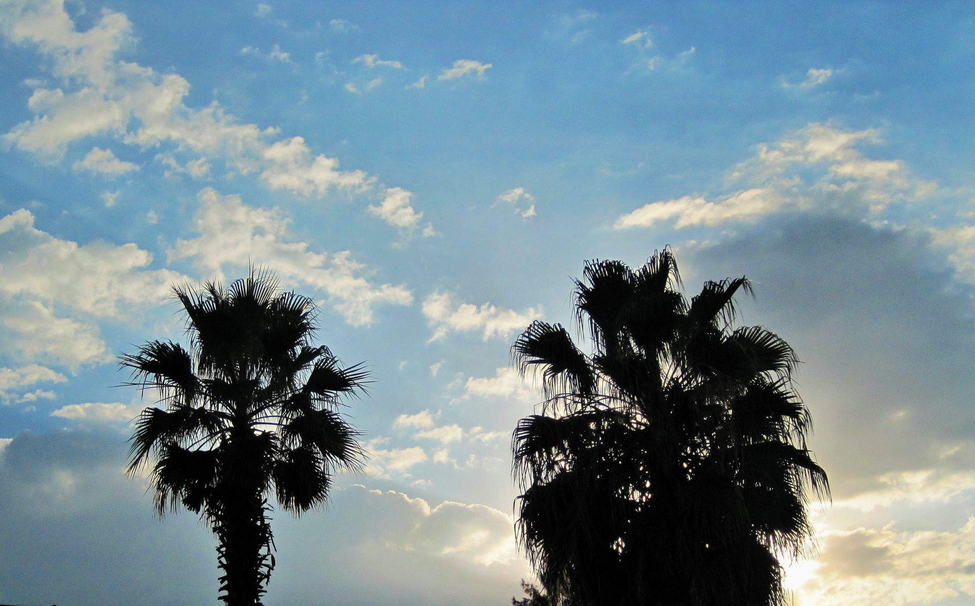 trees palm tropical free photo