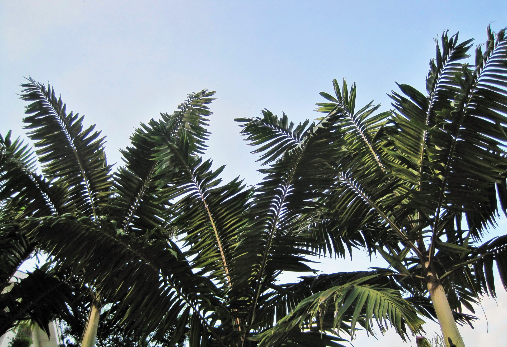 trees palms tropical free photo