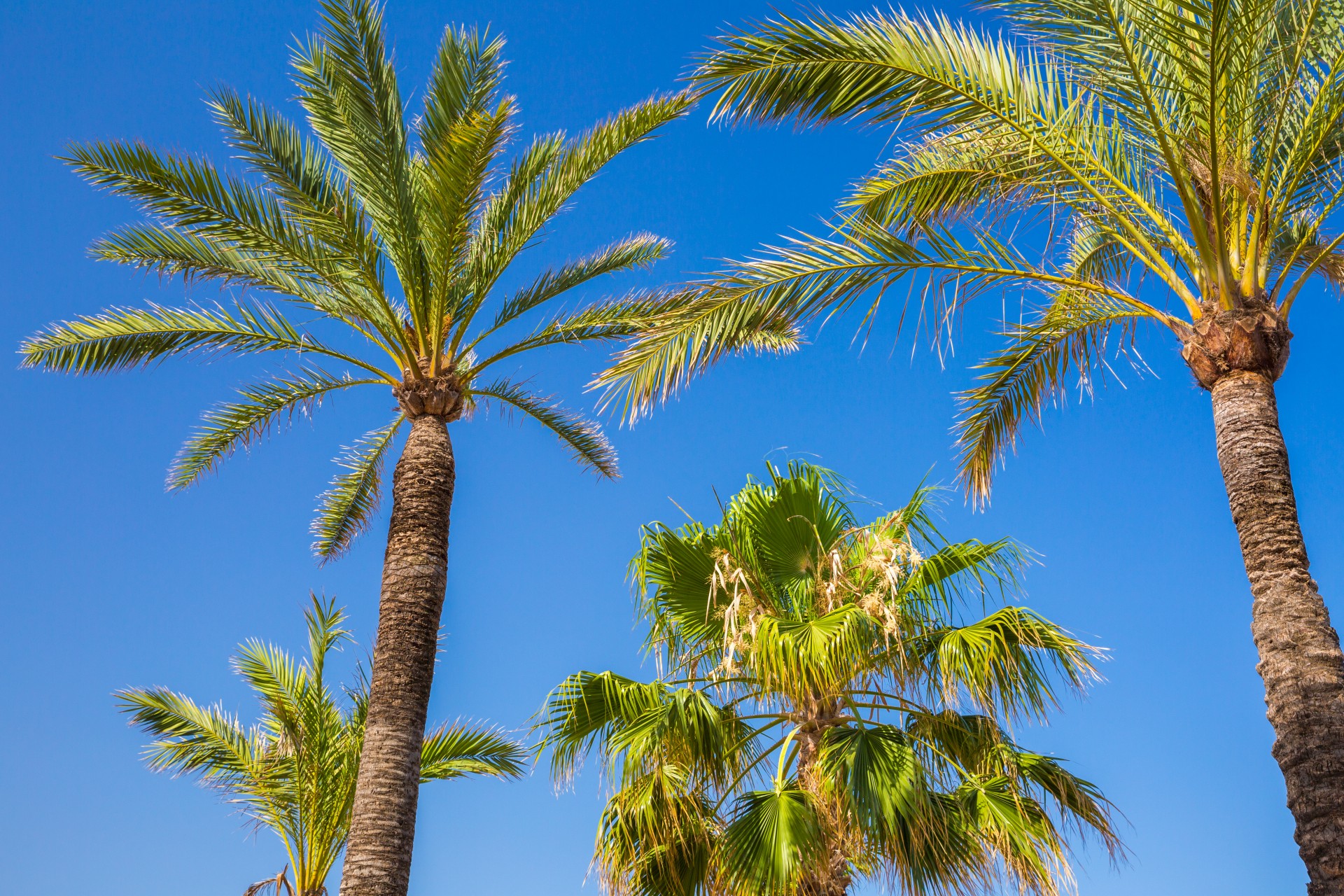 palm tree blue exotic free photo