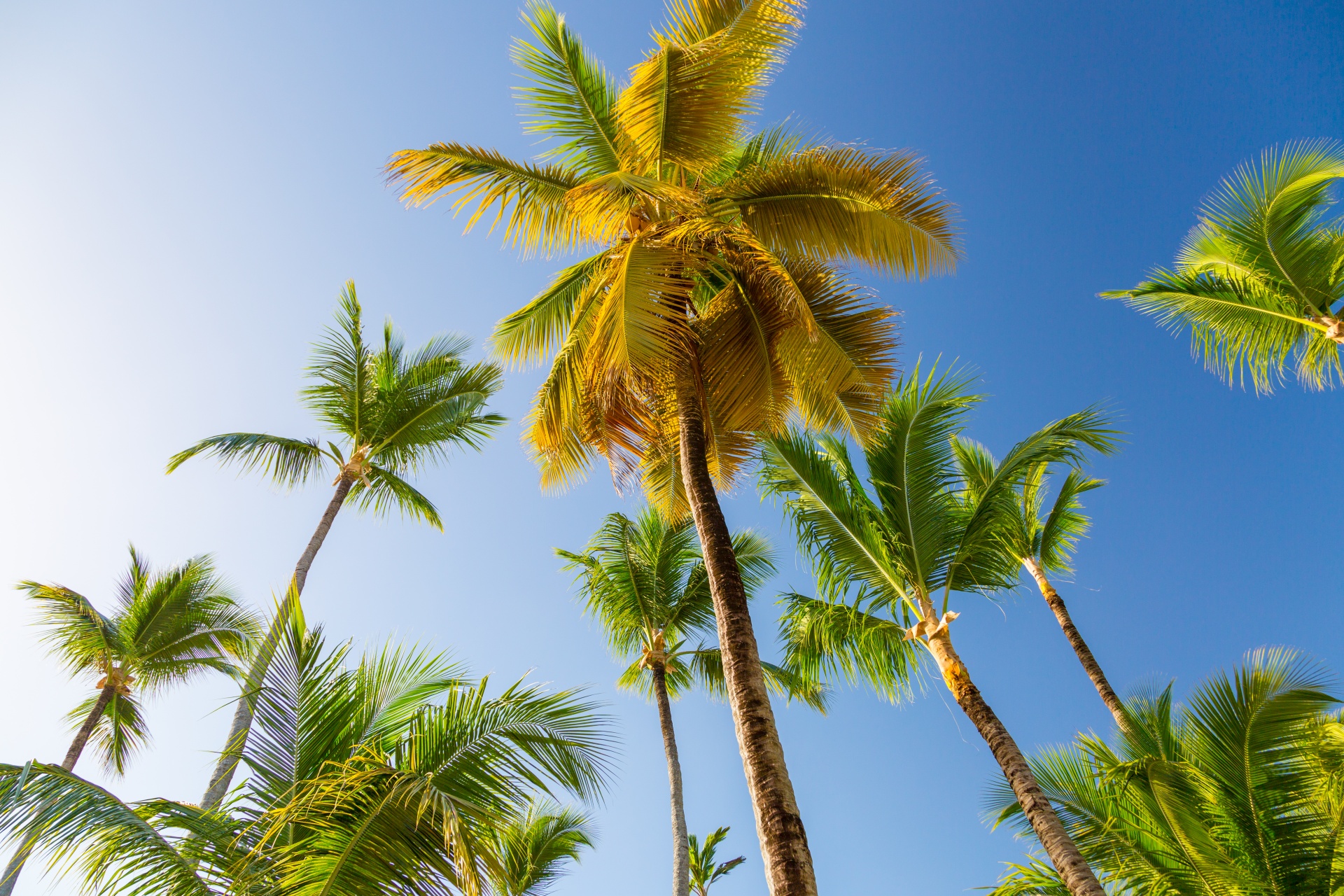 blue sky coconut exotic free photo