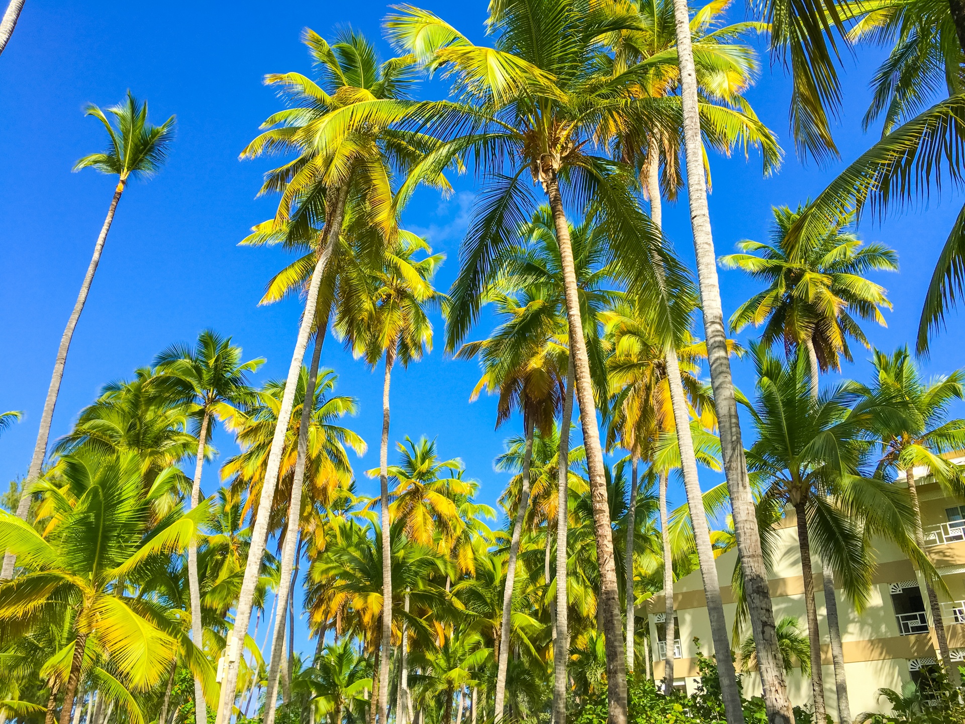 blue sky coconut exotic free photo