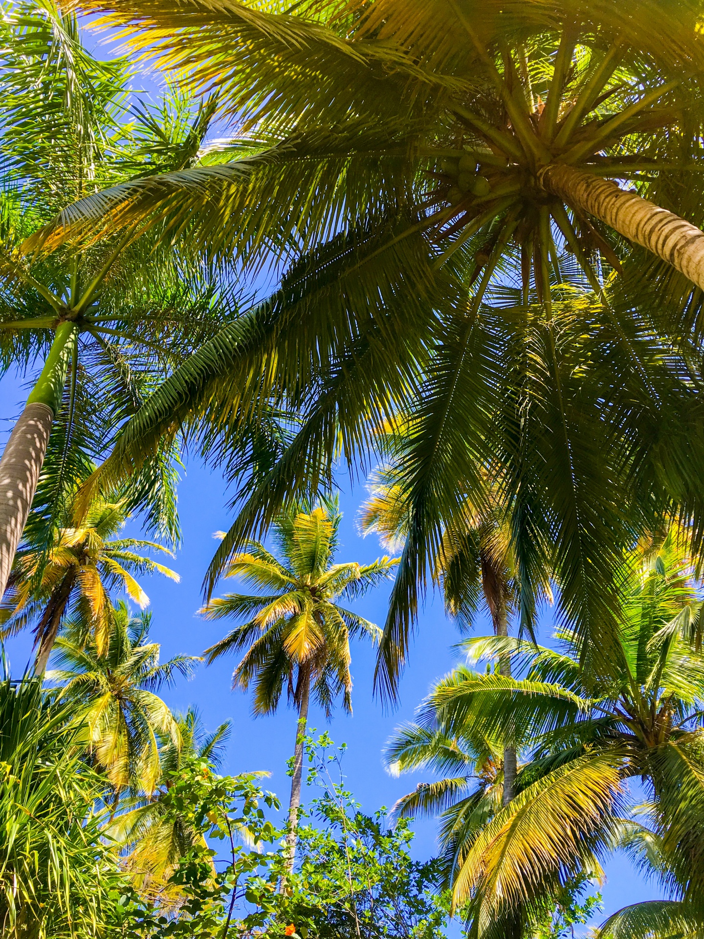 blue sky coconut exotic free photo