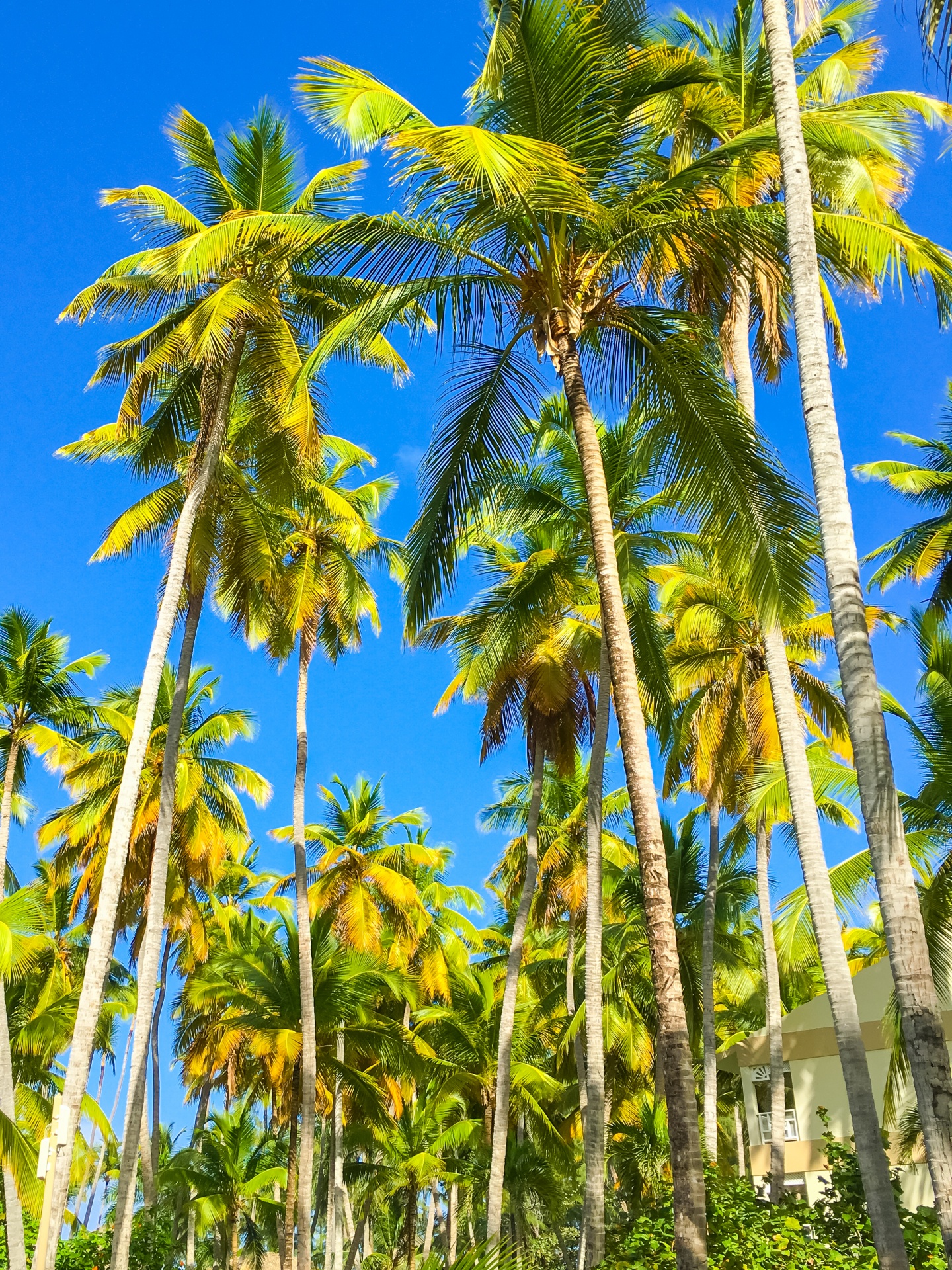 blue sky coconut exotic free photo