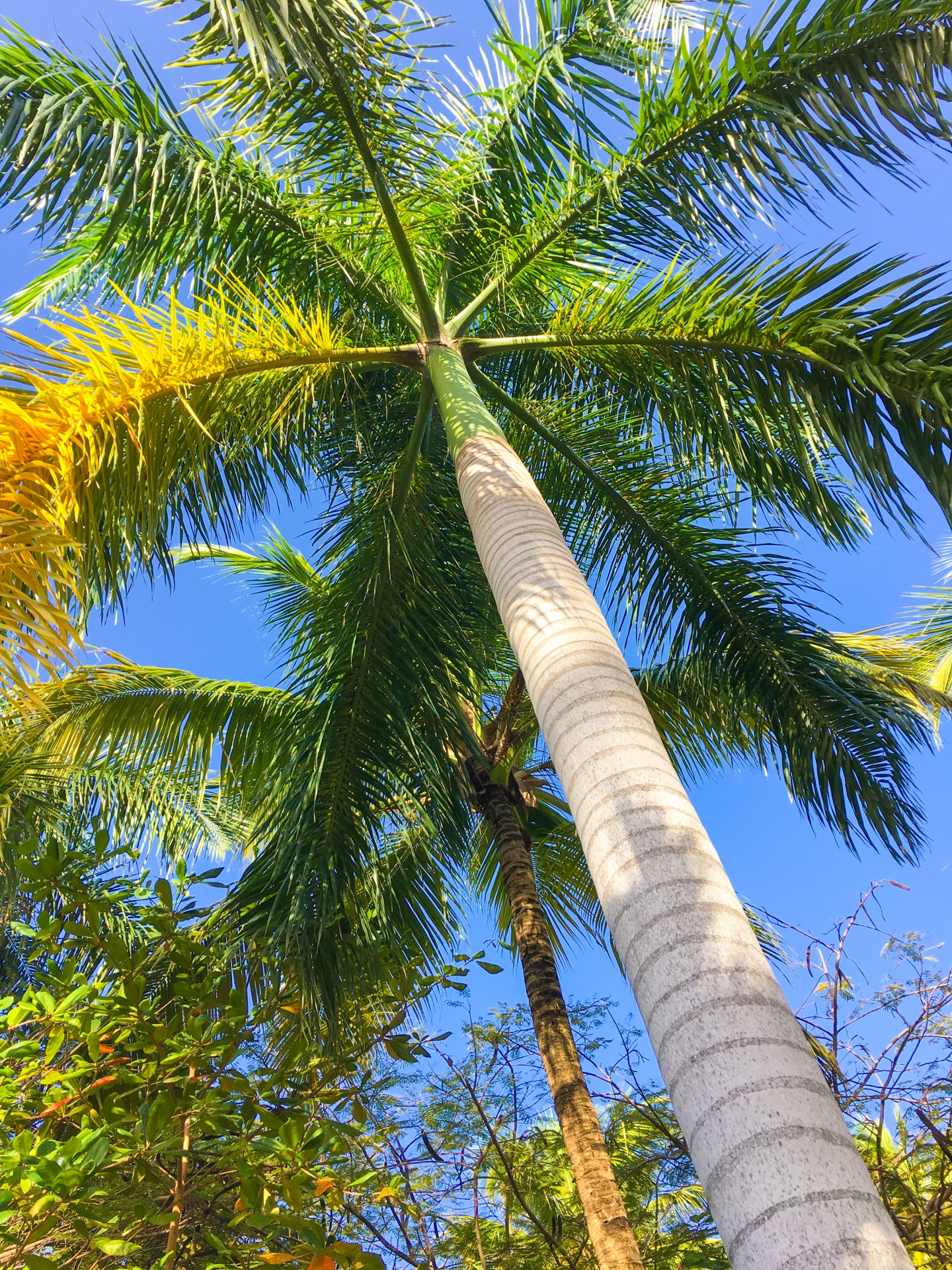 blue sky coconut exotic free photo