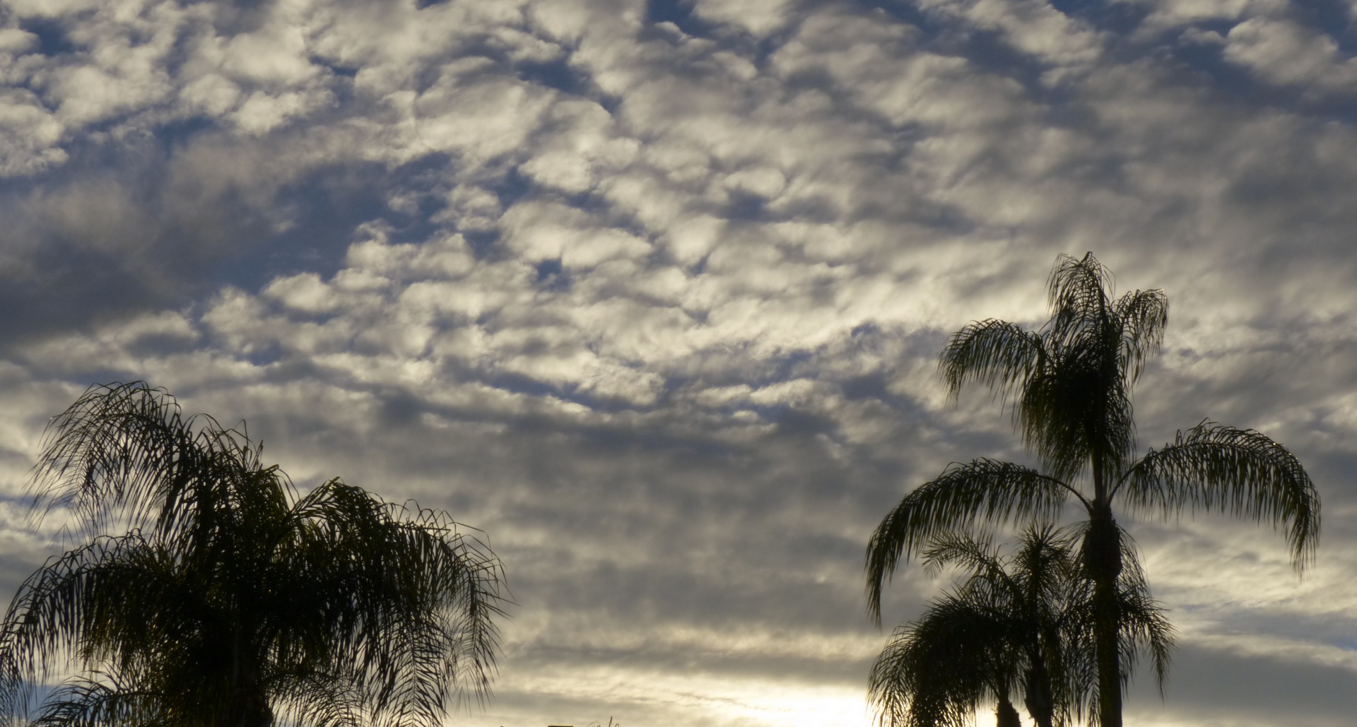 clouds buttermilk palm free photo