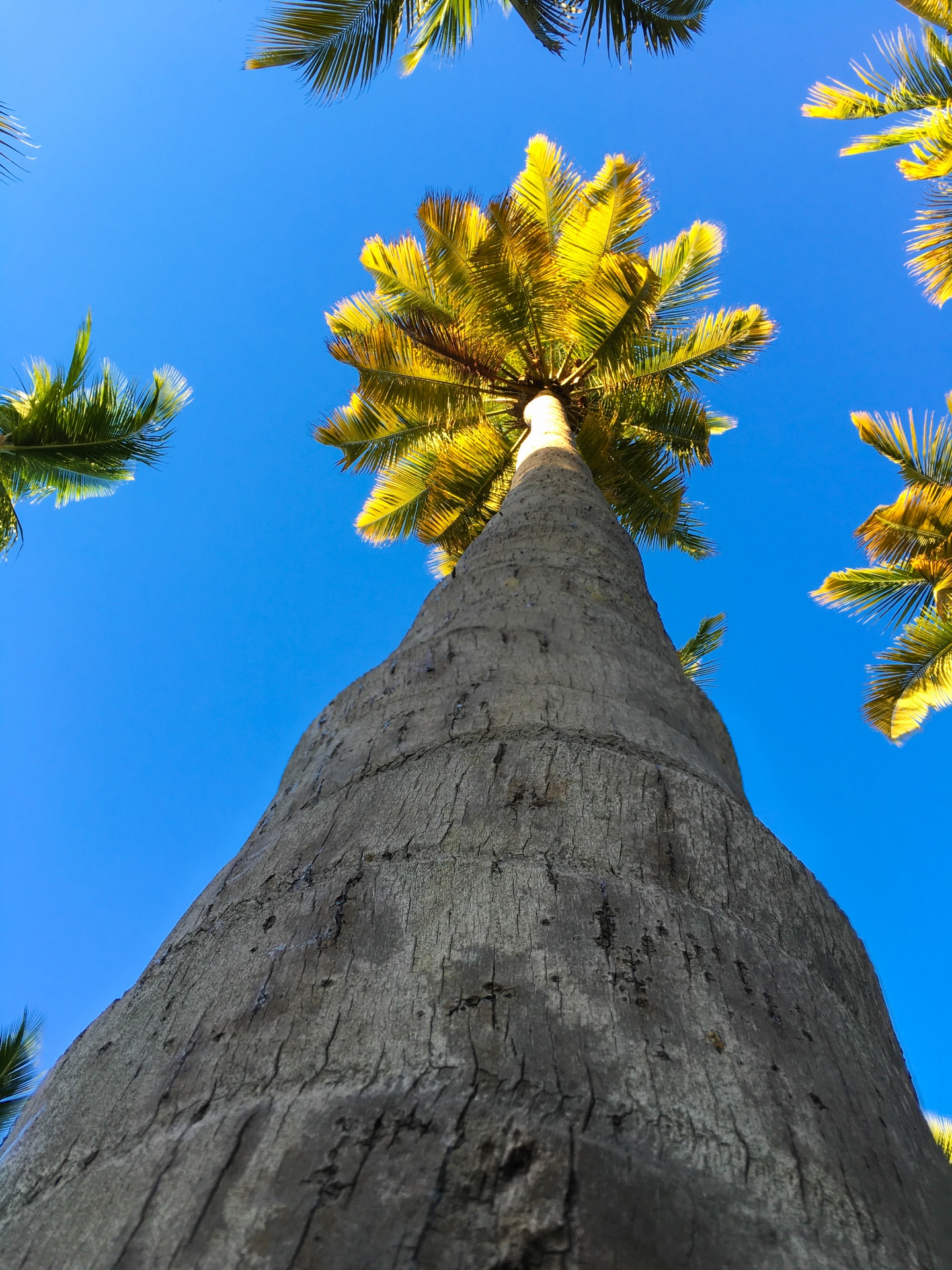 beach blue coconut free photo