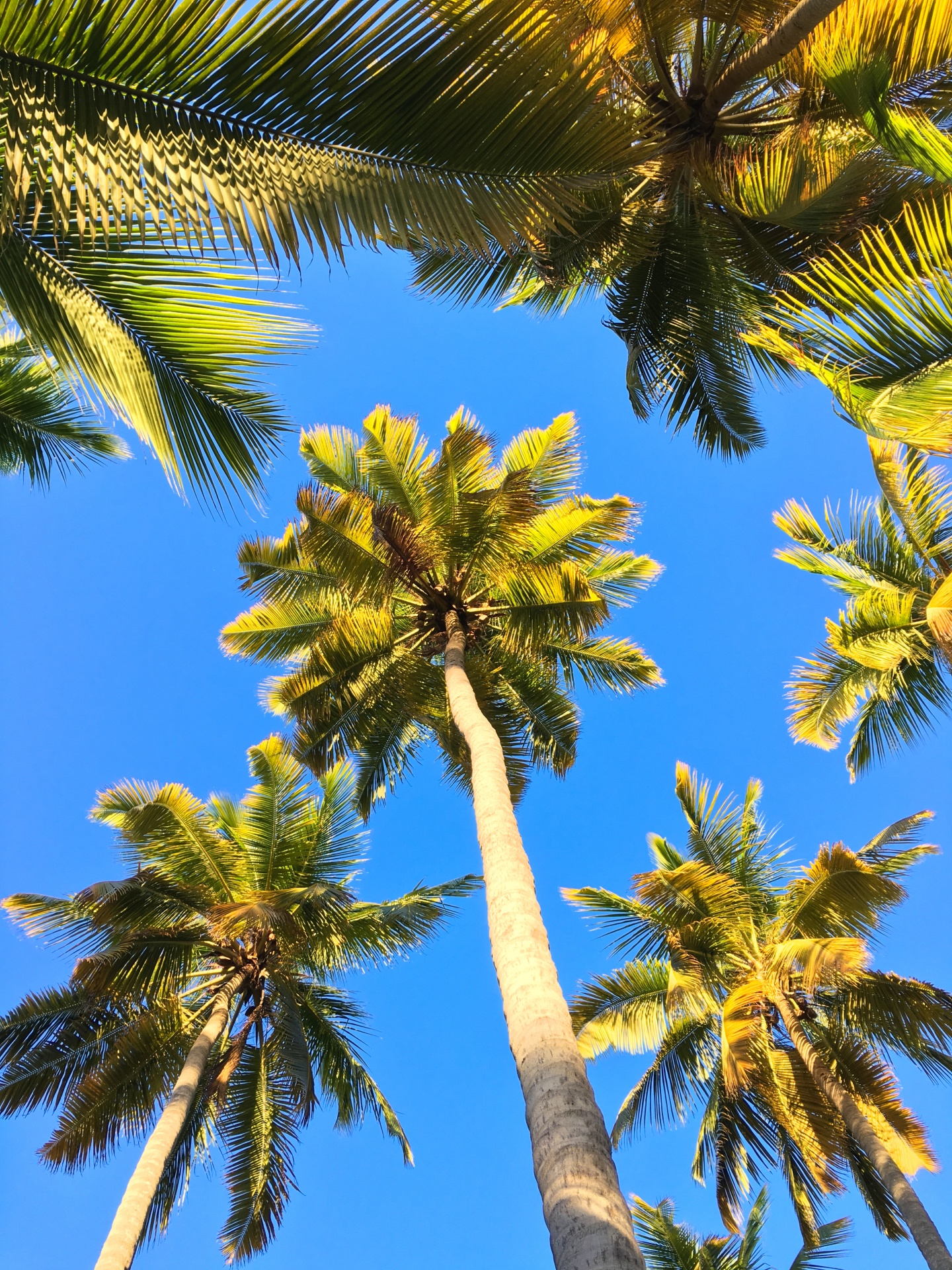 beach blue coconut free photo