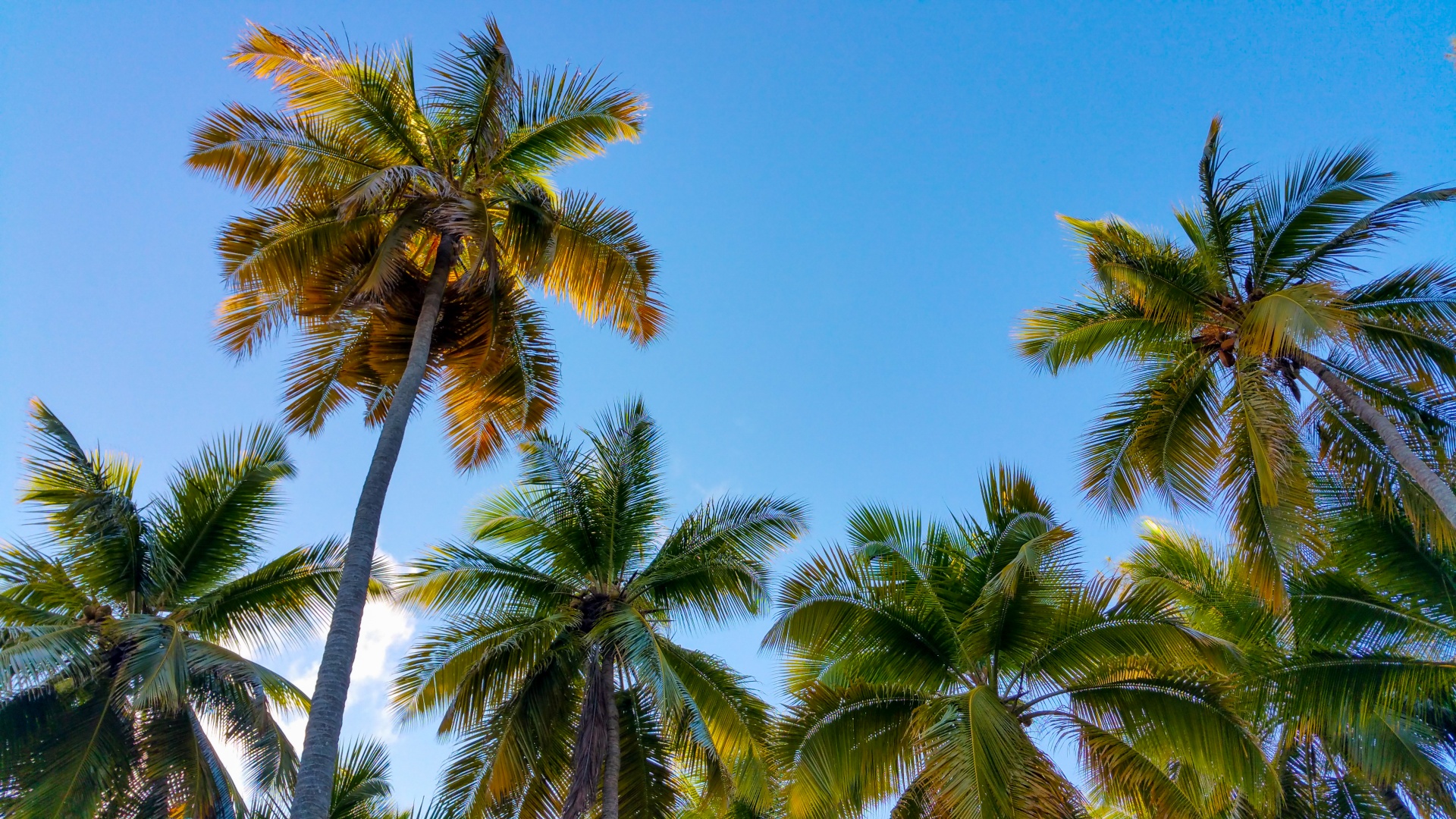 blue sky coconut exotic free photo