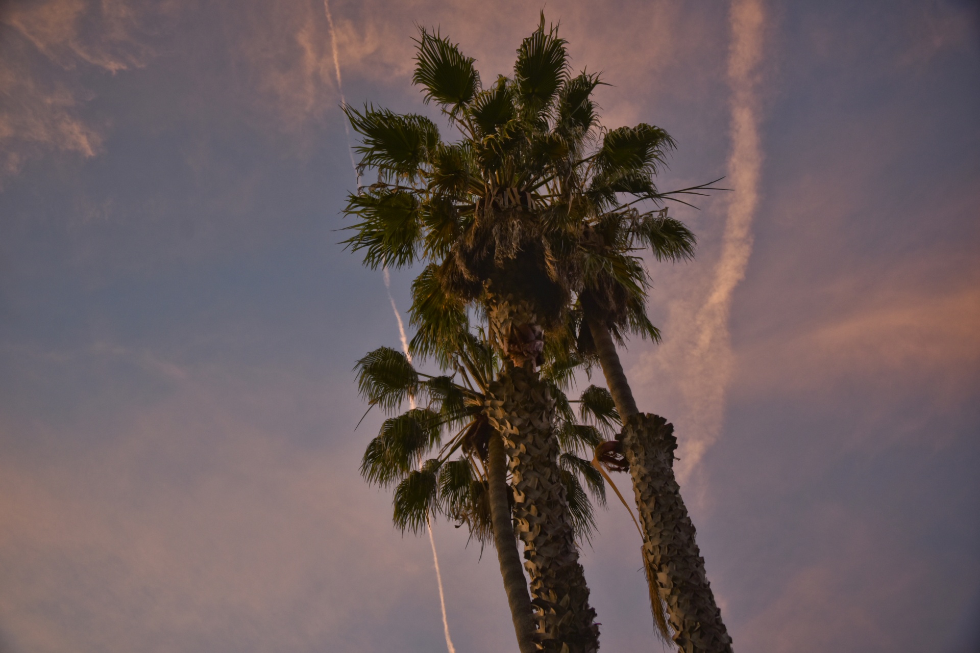 palm trees sky pink free photo