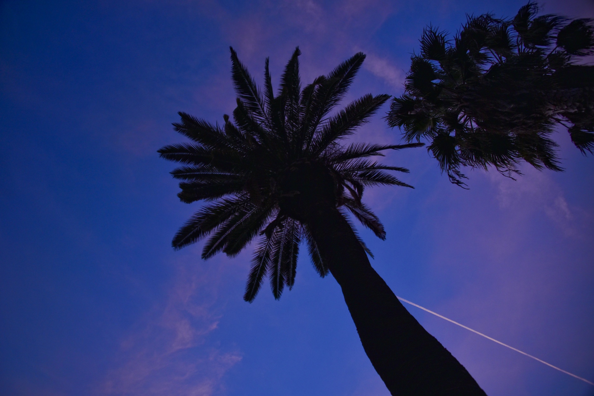 palm trees sky pink free photo