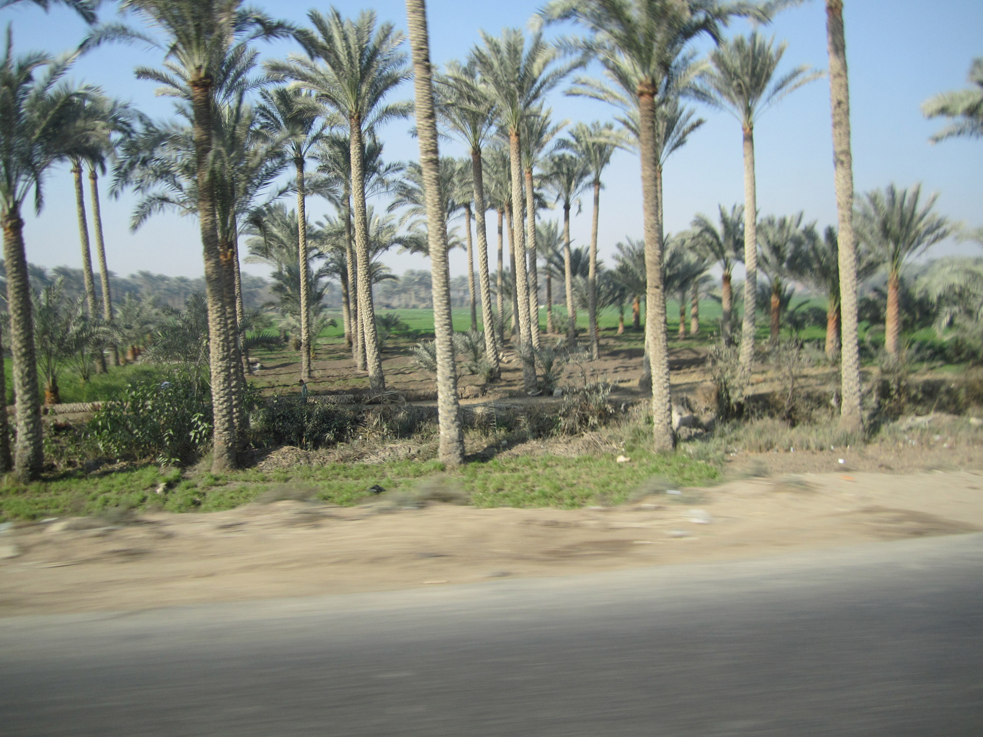 palm tree egypt palm trees egypt free photo