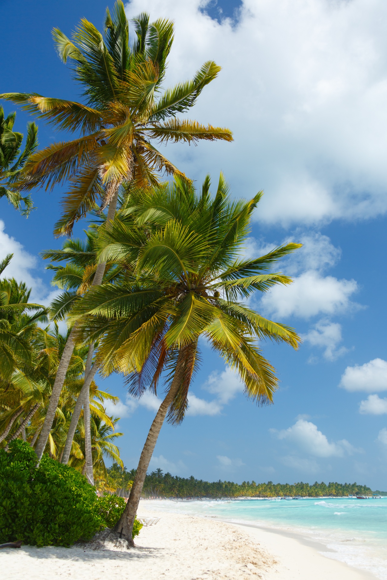 beach blue caribbean free photo